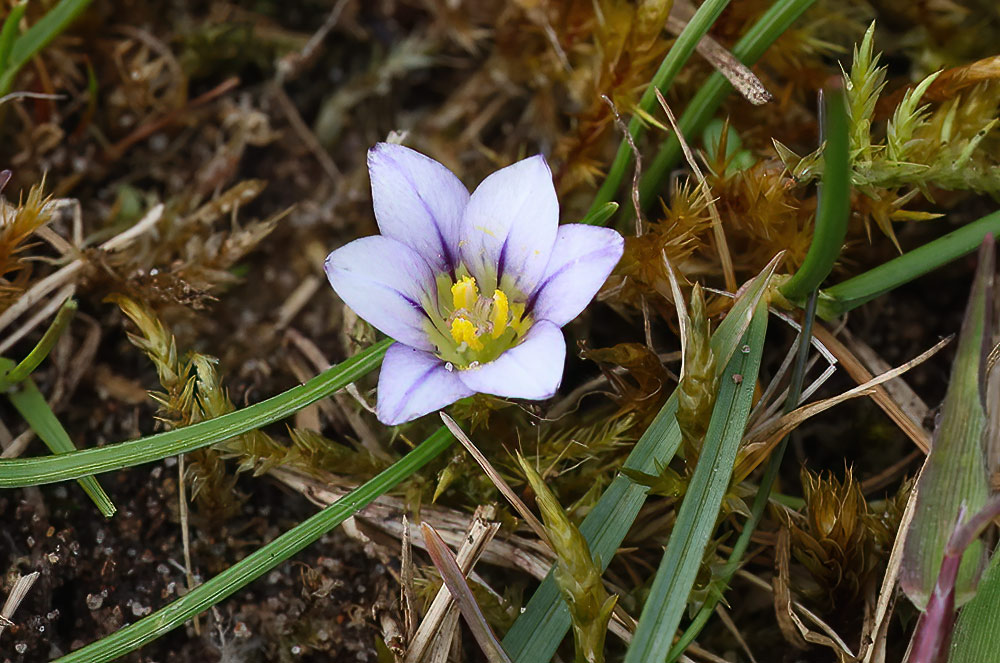 Sand crocus